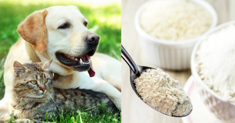 7 Natural Flea Treatments And Homemade Recipes For Dogs and Cats