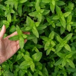 grow mint indoors