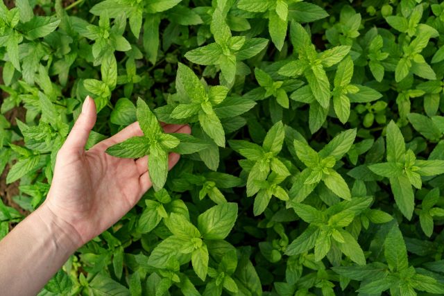 grow mint indoors