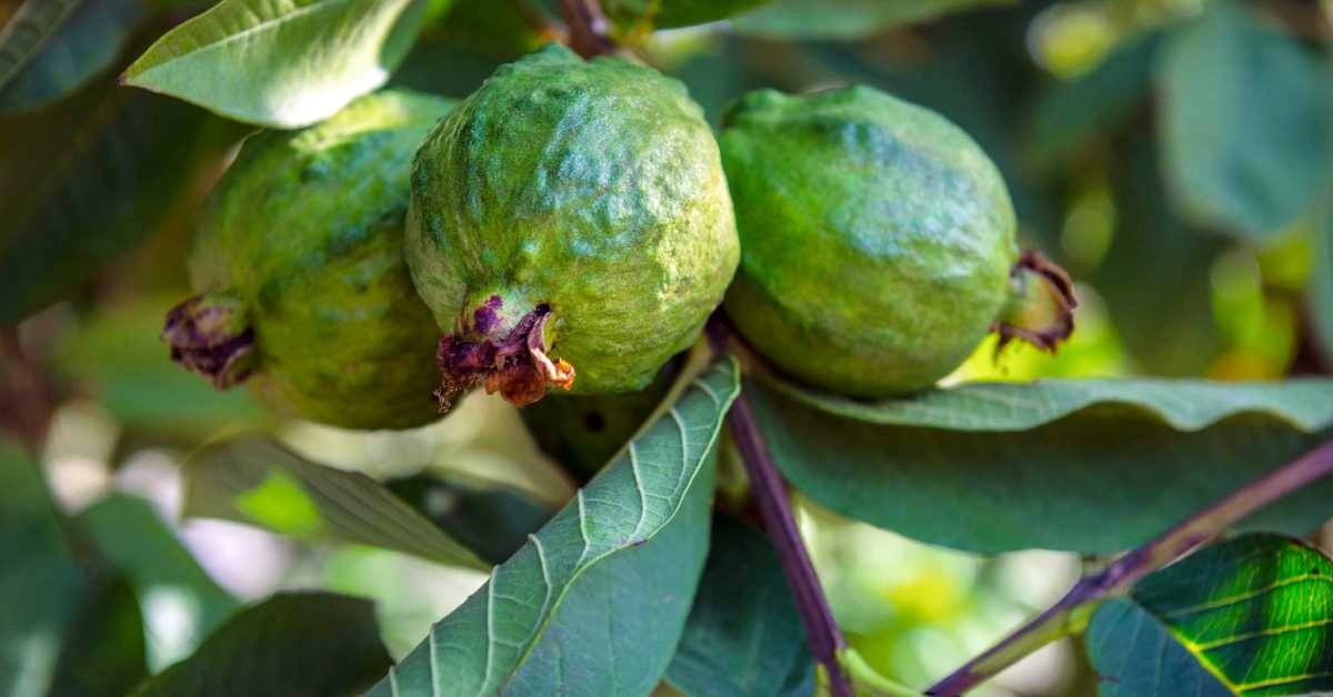 9-health-benefits-of-guava-leaves-tea